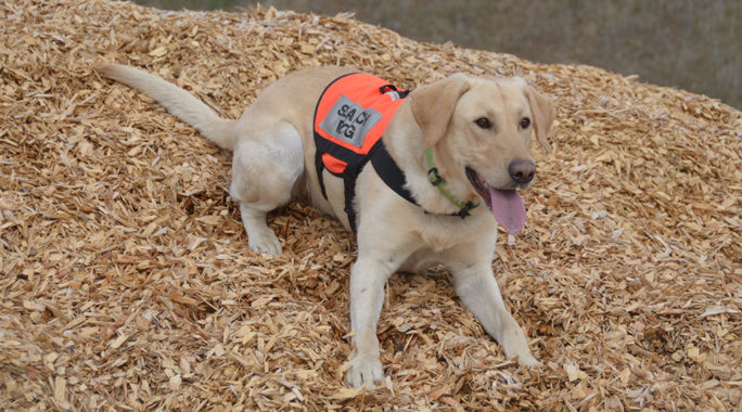 search and rescue dogs near me